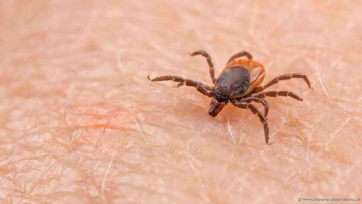 Seltenes Alongshan-Virus verbreitet sich seit Jahren unbemerkt in Österreich – auch Deutschland betroffen