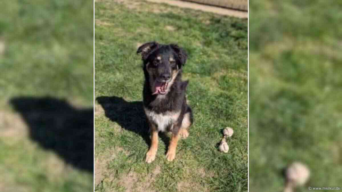 „Noch nicht viel kennengelernt“: Mischling landet aus schlechter Haltung in Tierheim
