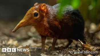 Zoo celebrates birth of second pair of Sengi pups