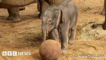 Baby elephant plays ball in time for World Cup