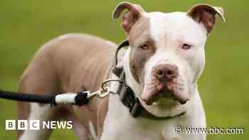 XL bully dog seized in police raid
