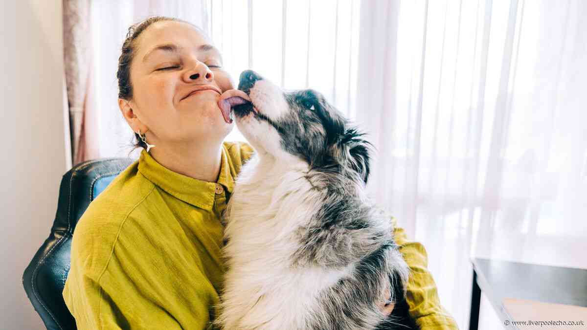 Vet explains sweet reason your dog keeps licking you face, hands and feet
