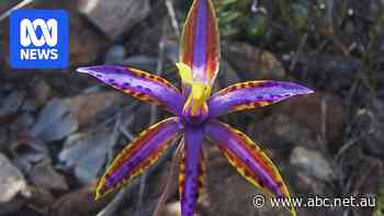 People delight in finding wildflowers all year round in WA