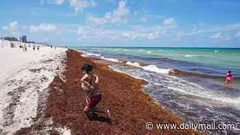 Picturesque beaches ruined by gag-inducing odor caused by record seaweed surge