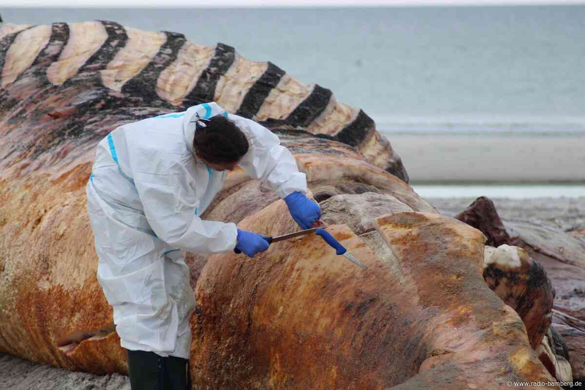 Museen buhlen um Wal-Überreste: Interesse an «Timmy»-Knochen