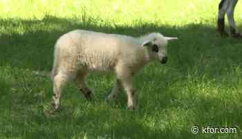 Animal born on Ohio farm may be extremely rare: 'I thought I was crazy'