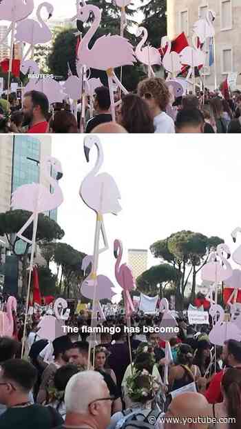 Why Flamingos are the symbol of protests in Albania