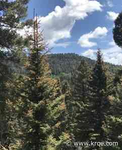 State Forestry Division releases report indicating tree deaths tripled in 2025