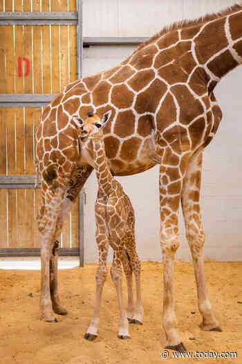 Help TODAY Name Baby Girl Giraffe Newly Born at the Fort Worth Zoo