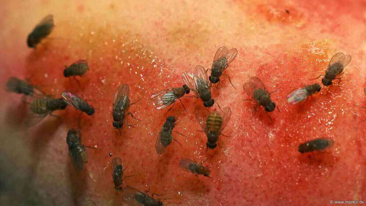 Schwärme am Obstkorb? Dieser Papier-Trichter-Trick rettet Ihre Küche vor der fiesen Fliegen-Flut