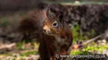 I got lost at National Trust Formby and didn't see a single red squirrel
