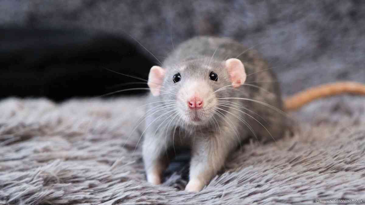 Rats will stay away from your home for good with £1 kitchen staple