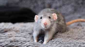 Rats will stay away from your home for good with £1 kitchen staple