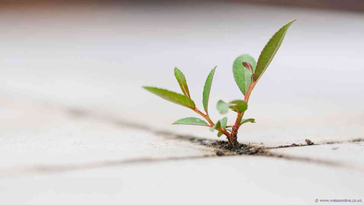 Couple find tiny plant in living room and immediately know it's huge problem