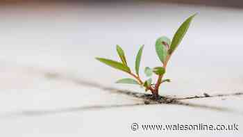 Couple find tiny plant in living room and immediately know it's huge problem
