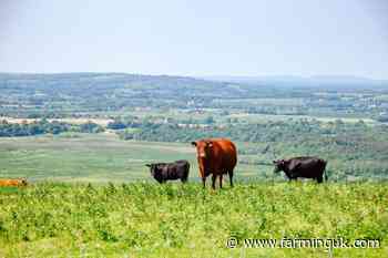 Livestock gains drive UK farm income to £8.4bn