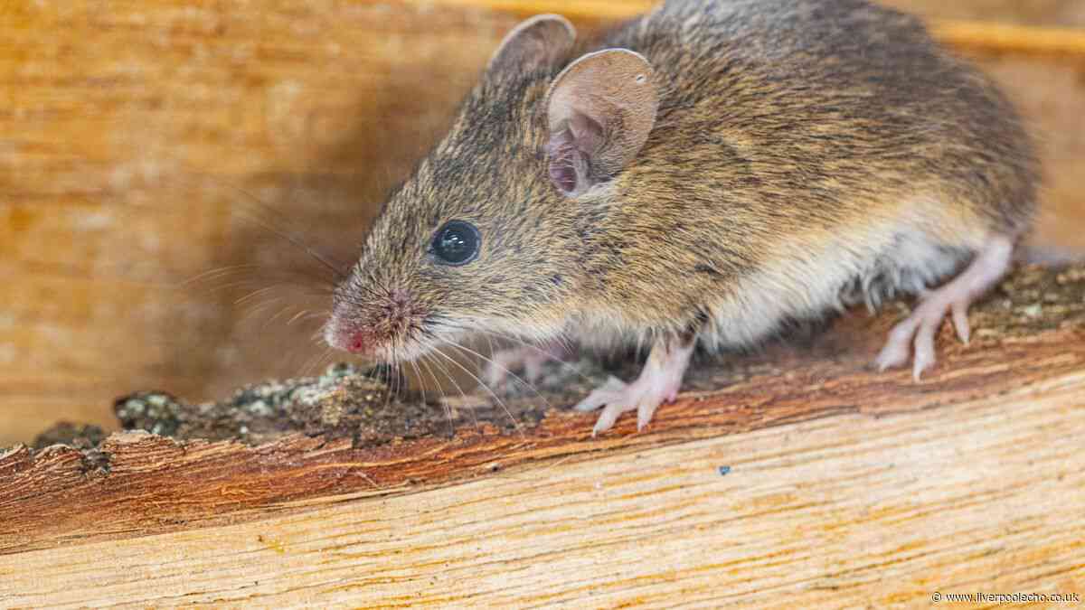 Keep rats out of your home all summer with £1 kitchen staple
