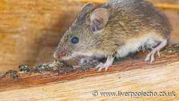 Keep rats out of your home all summer with £1 kitchen staple