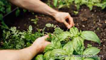 Basil, parsley and mint will grow bigger and bushier all summer with simple task done now