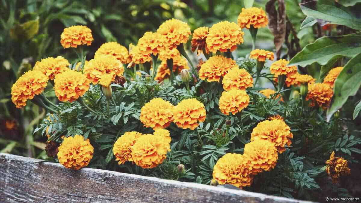 Tagetes-Samen selbst ernten: So wird die Studentenblume zum kostenlosen Schädlingsschreck