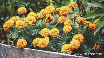 Tagetes-Samen selbst ernten: So wird die Studentenblume zum kostenlosen Schädlingsschreck