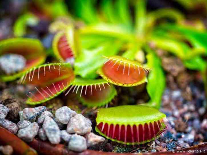 La pianta carnivora che affascinò Darwin ora ispira i robot