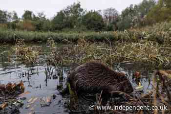 How eight beavers solved a Tube flooding problem engineers have been trying to fix for years