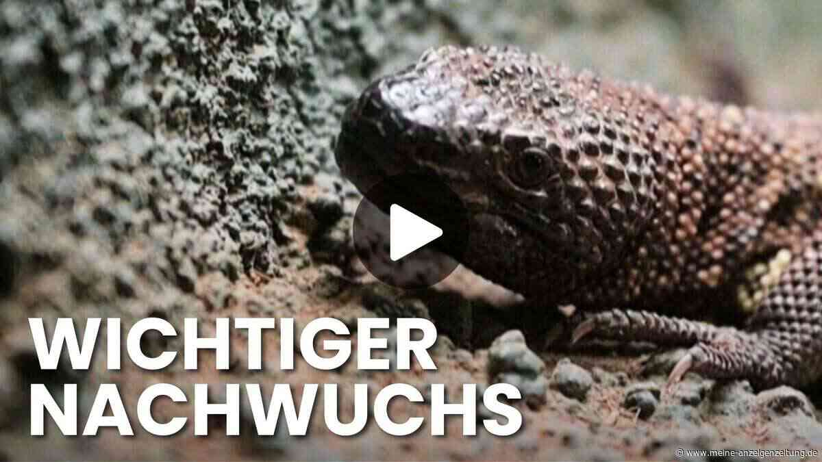 Gefährdetes Tier im Video: Zoo feiert seltenen Nachwuchs