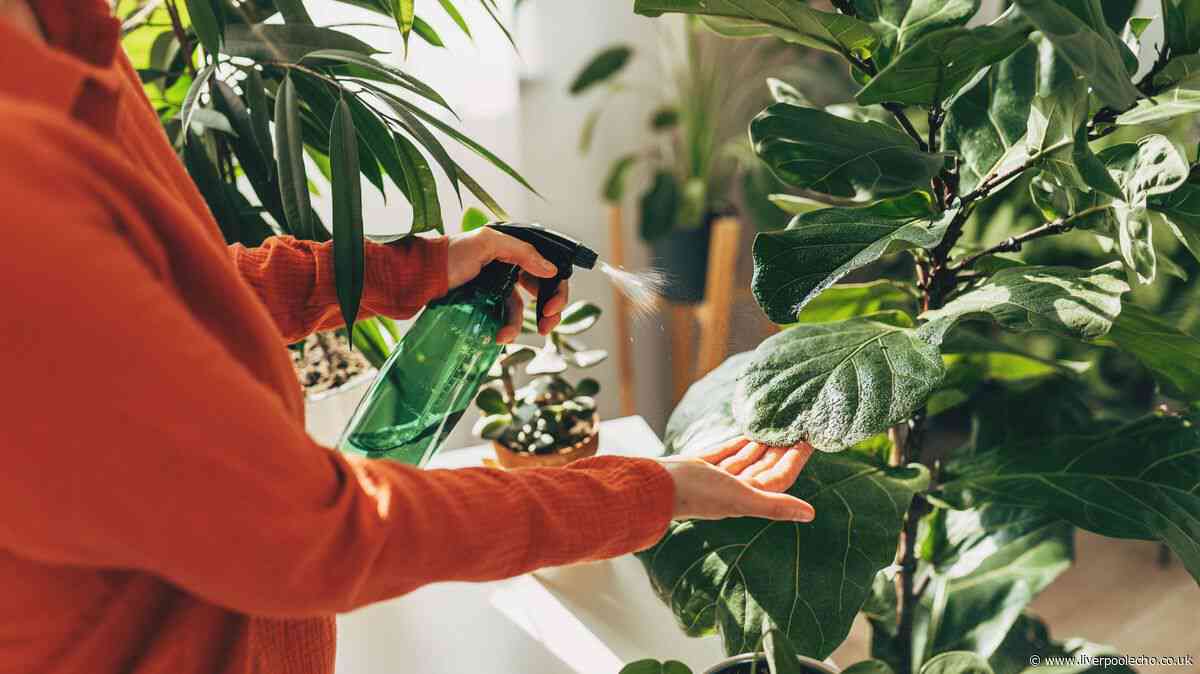 Households urged to add 5 houseplants to homes this summer to help them feel cooler