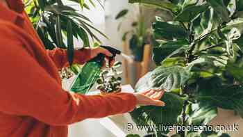 Households urged to add 5 houseplants to homes this summer to help them feel cooler