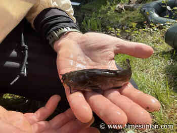 From a remote Cranberry Lake research station, new brook trout monitoring