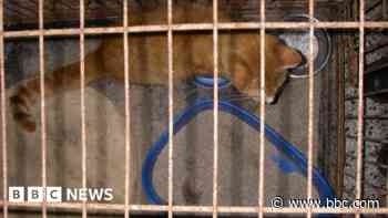 Woman given 10-year ban after animals' suffering