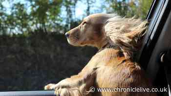 Motorists warned of £5,000 fines over mistake when driving with dogs in the car