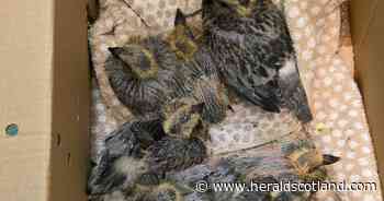 Animal rescuers baffled after box of baby pigeons found under layby