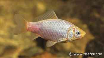 Diese 7 Fische sehen traumhaft aus – und überfordern Anfänger regelmäßig