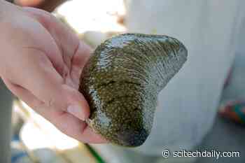 This “Zombie” Sea Creature Keeps Growing After Being Cut Apart