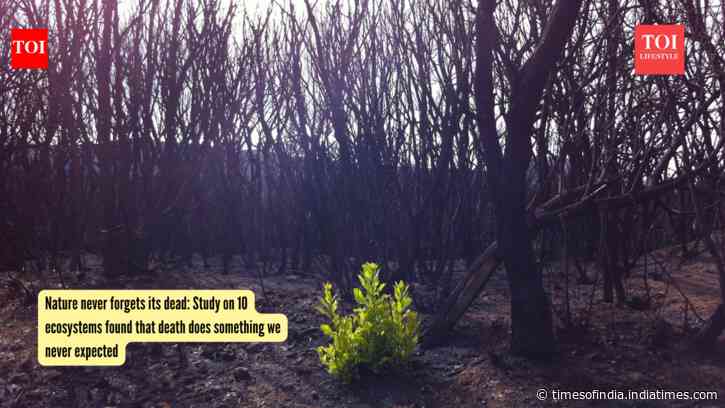 Nature never forgets its dead: Study on 10 ecosystems found that death does something we never expected