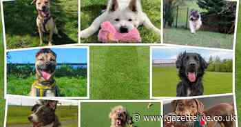 Meet 33 adorable dogs in North East kennels looking for their forever homes