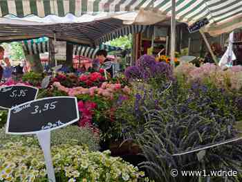 Kult in Düsseldorf - Rheinischer Bauernmarkt wird 20