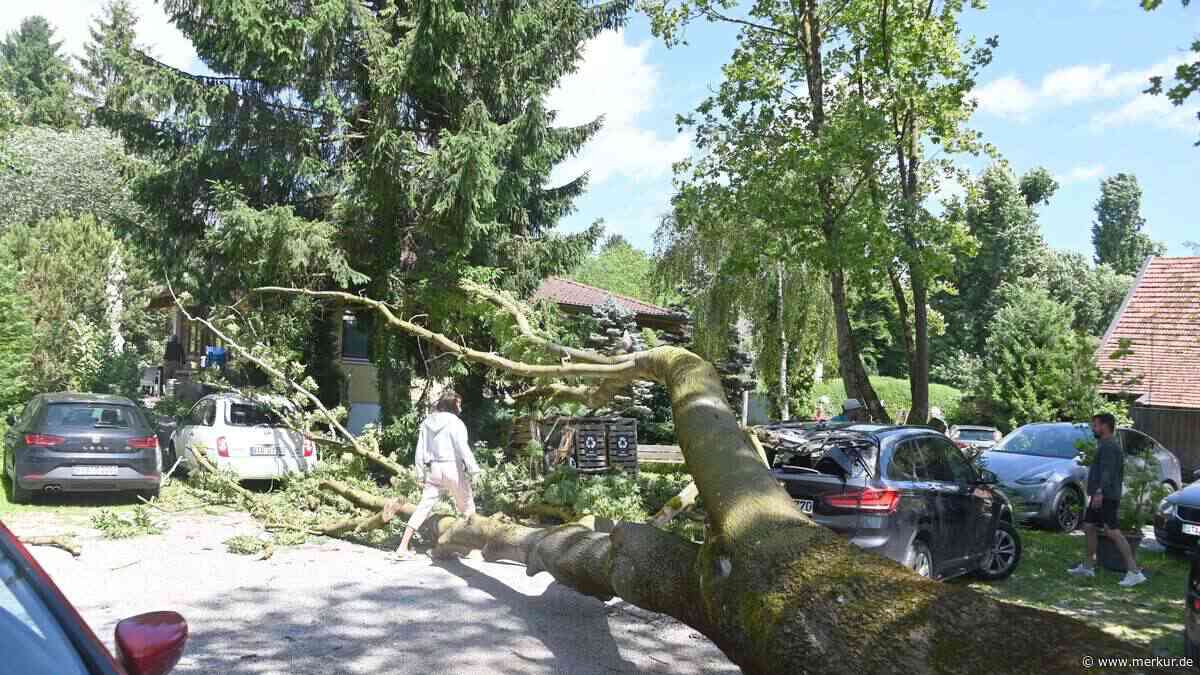Baum stürzt auf Tennisplatz-Parkplatz und zertrümmert zwei Autos