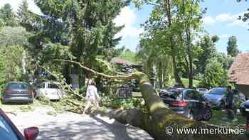 Baum stürzt auf Tennisplatz-Parkplatz und zertrümmert zwei Autos