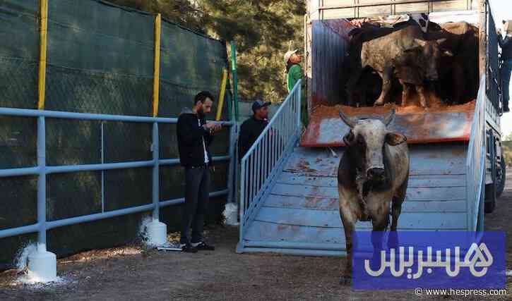 تعليق صادرات الأبقار الحية إلى المغرب يربك سوق اللحوم الإسبانية