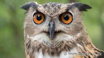 US Government to Shoot 450,000 Owls to Save Another Species as Animal Rights Groups Say It Has Already Begun