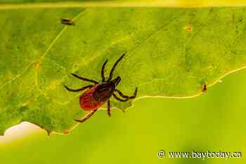 This is why ticks are taking over Canada