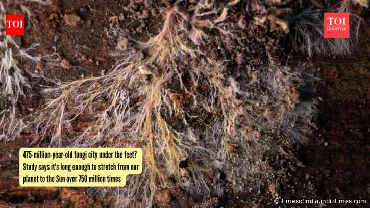 75-million-year-old fungi city under the feet? Study says it's long enough to stretch from our planet to the Sun over 750 million times