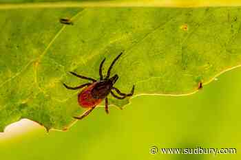 This is why ticks are taking over Canada