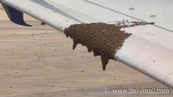 United airlines flight bound for LAX is delayed over huge swarm of BEES