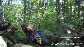 The city overrun with wild turkeys - if you feed the beasts you can end up in jail