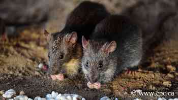 Stoned rats get the munchies. Here's what that means for people with eating disorders, appetite loss