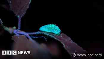 Rare butterfly find drives conservation research